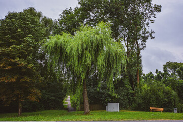 Weeping Willow - Salix babylonica in Freudental, Germany