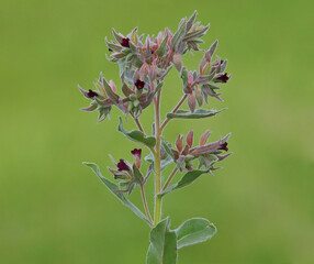 Blooming plant of Monkswort with dark red flowers, on a meadow. Nonea pulla