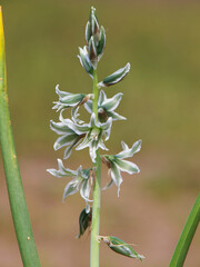 Flower of Bouche's star of Bethlehem, Ornithogalum boucheanum, closeup
