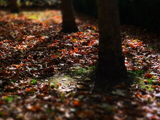 Autumn Leaves glow in the low sun