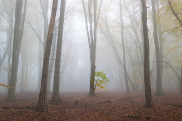 mystery foggy autumn beech forest