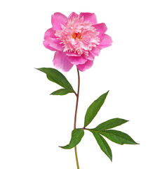 Naklejka na ściany i meble Single pink peony flower isolated on white background