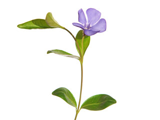 Blue flower of periwinkle isolated on white, Vinca minor
