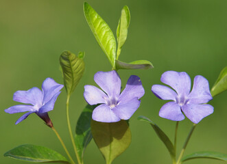 Blue flowers of periwinkle, Vinca minor