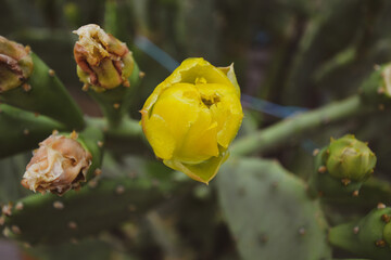 Prickly pear cactus close up with cactus spines.
