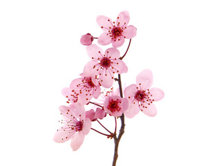 Pink cherry blossom branch isolated on white