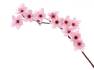Foto auf Glas Pink cherry blossom branch in spring isolated on white  © emilio100