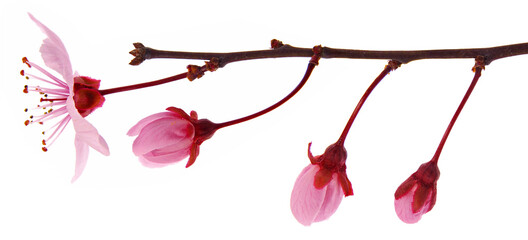 Pink cherry blossom branch in spring isolated on white
