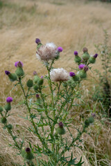 Thorny Thistle flowers on a natural background.
