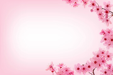 Pink cherry blossom frame and blank space
