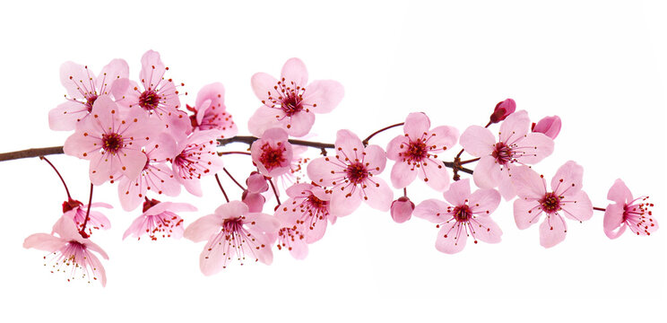Pink cherry blossom branch in spring, isolated on white
