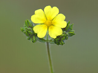 Yellow flower of wild Sulphur cinquefoil. Potentilla recta - obrazy, fototapety, plakaty