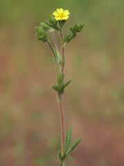 Yellow flower of wild Sulphur cinquefoil. Potentilla recta
