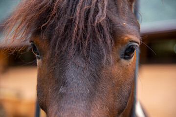 Close - up Of the eyes of a brown horse .