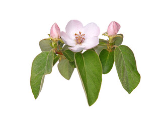 Obraz premium Quince tree blossom with pale pink flower and buds, isolated on white 