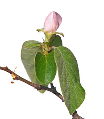 Quince tree blossom with pale pink bud flower