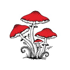 Vector drawing of black-white fly agaric graphics with red mushroom cap, forest poisonous mushroom, medicinal plant, magic, toxic mushroom isolated on white background for printing.