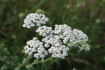 close up of white flowers