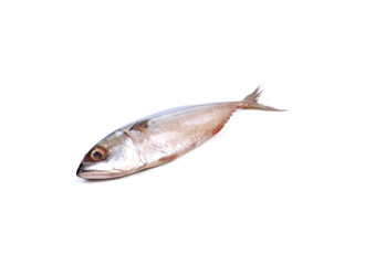 Fresh mackerel isolated on white background.