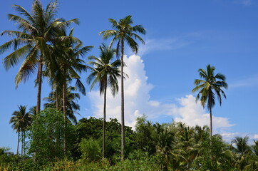Naklejka na ściany i meble The view of palm trees on Koh Rong island in Cambodia