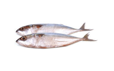 Fresh mackerel isolated on white background.