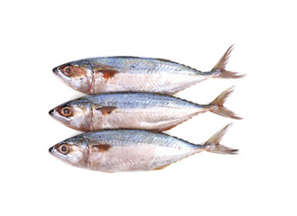 Fresh mackerel isolated on white background.