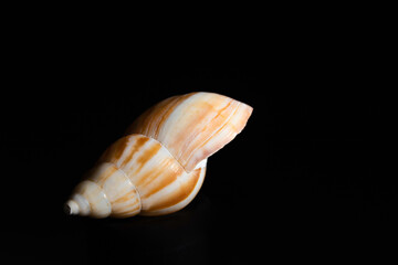Spiral seashell of a snail, on a black background