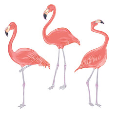 Vector realistic illustration set of pink flamingo bird  