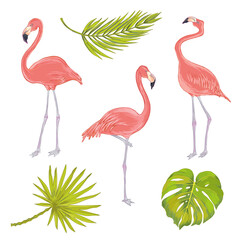 Vector illustration of pink flamingo birds with watercolor effect with  fhilodendron, areca palm, fan palm.