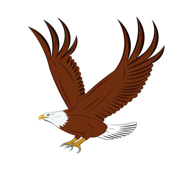 Flying Eagle - Bald Eagle catching drawing in cartoon vector
