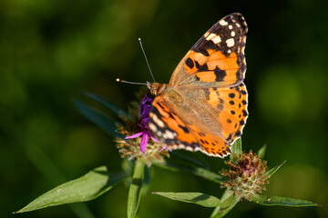 Painted Lady butterfly - Vanessa cardui, beautiful colored butterfly from European meadows and...