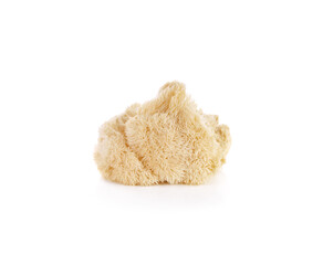 Hericium erinaceus mushroom (monkey head mushroom, bearded tooth fungus, bearded hedgehog mushroom, pom pom, lion's mane mushroom)