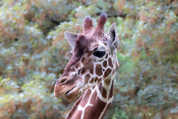 profile of a giraffe