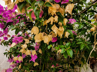 weathered pink bougainville flower growing on wall - 374636011