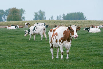 Milk cows in the meadow