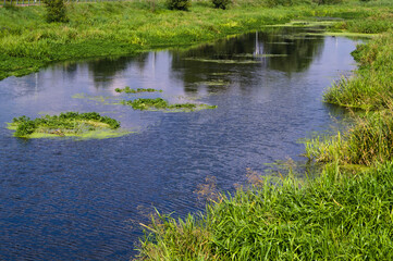 The Bystrzyca river on a sunny summer day.