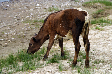 Fototapeta premium calf eating grass by the river