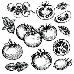 Tomato and basil engraving, vintage collection set. Hand drawn black and white doodle line art, stock vector illustration, isolated on white background.
