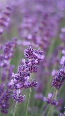lavender field in garden