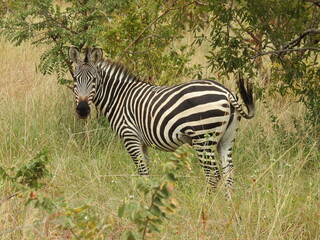 zebra in the grass