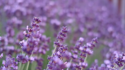 lavender field in garden
