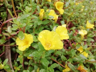 yellow flowers on a green background