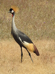 grey crowned crane