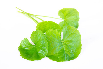 Closeup leaf of Gotu kola, Asiatic pennywort, Indian pennywort on white background, herb and medical concept, selective focus