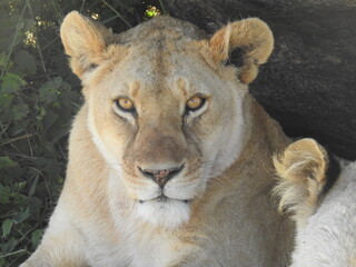 lion