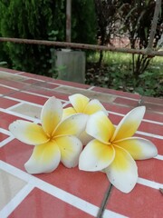 frangipani flower on wood