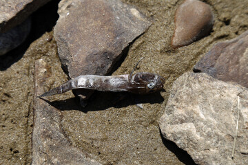 Dead fish on the stone