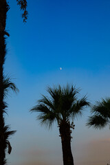 palm trees against the setting sky and the moon