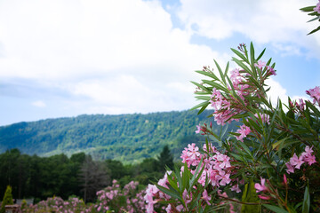 Obraz premium Blooming rose bush rhodendron over the mountains
