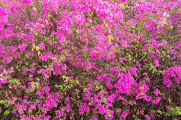 Fototapeta premium Beautiful Bougainvillea flower in the nature ,Provincial flower of phuket thailand.